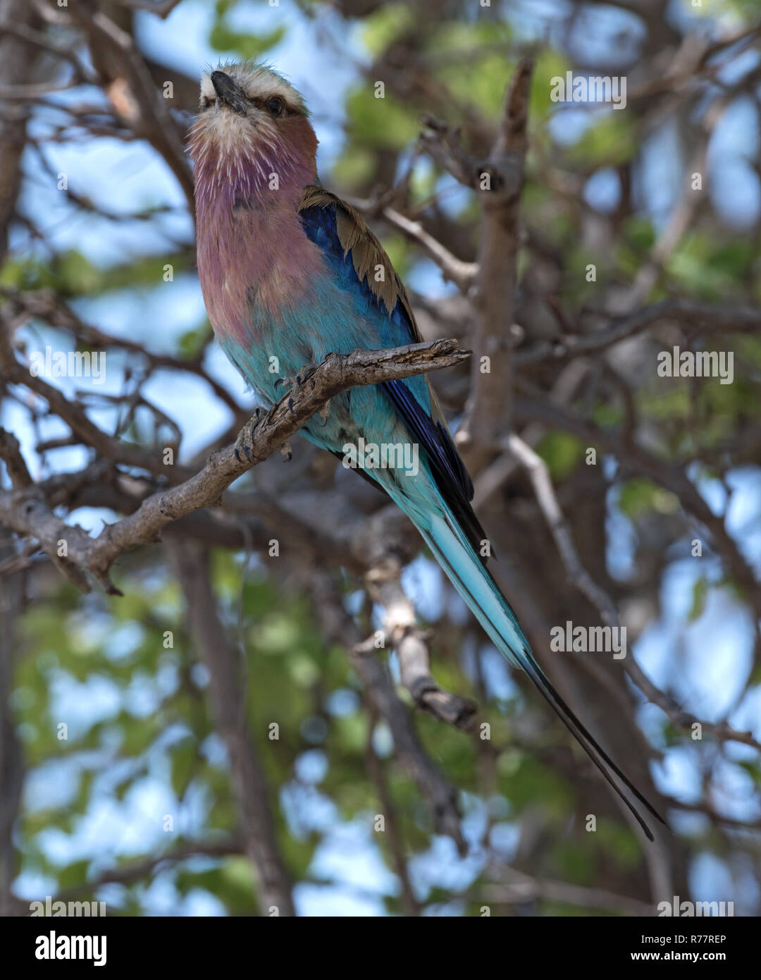 Lilac-breasted roller perched on a tree branch Stock Photo