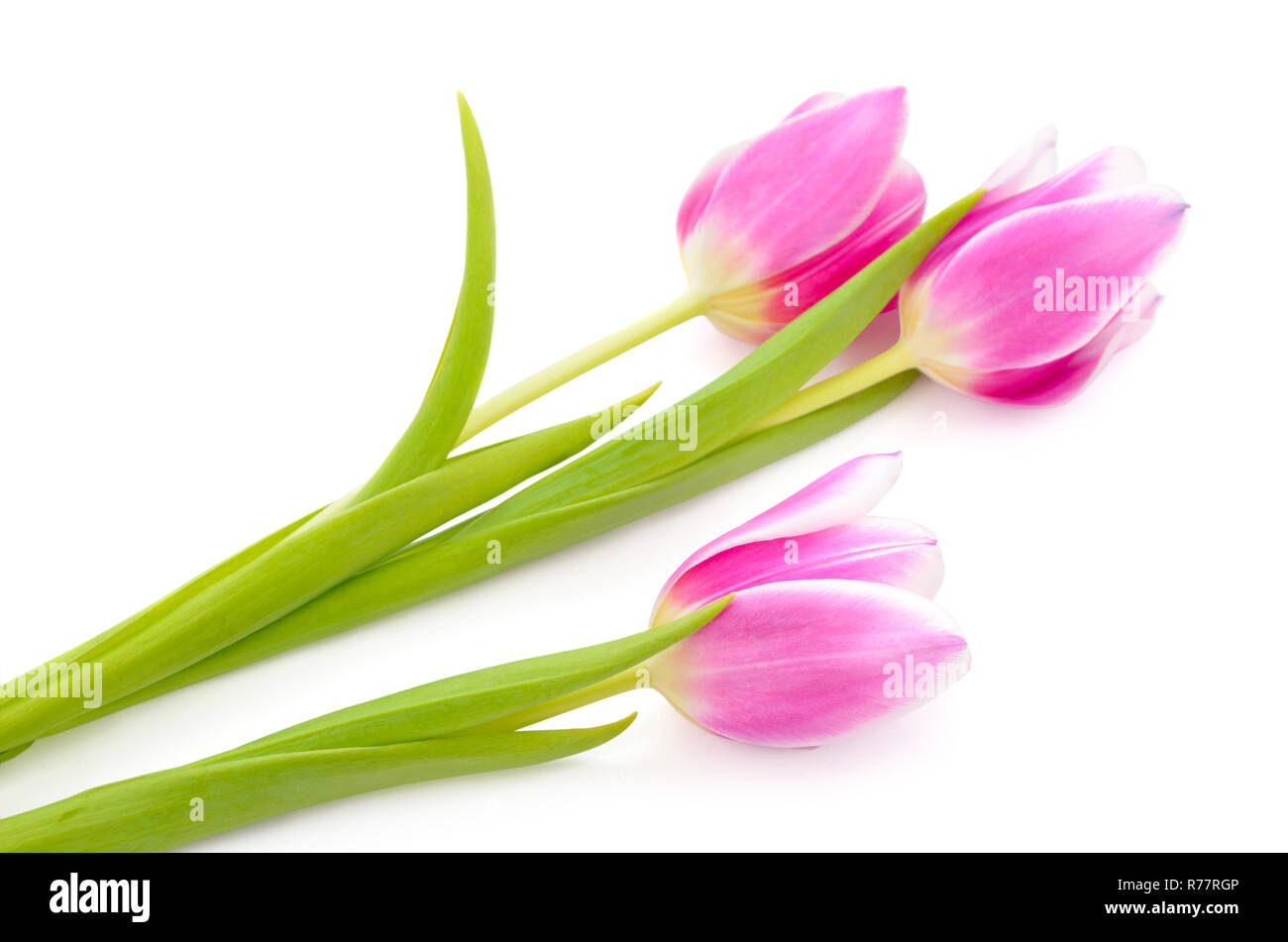 Pink tulips isolated on a white background Stock Photo - Alamy