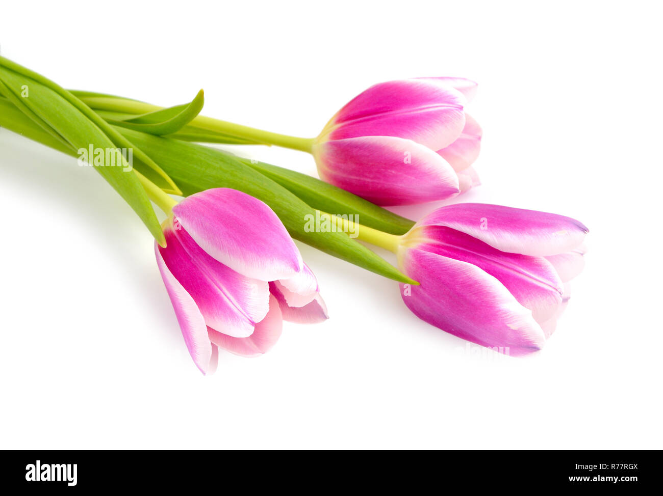 Pink tulips isolated on a white background Stock Photo - Alamy