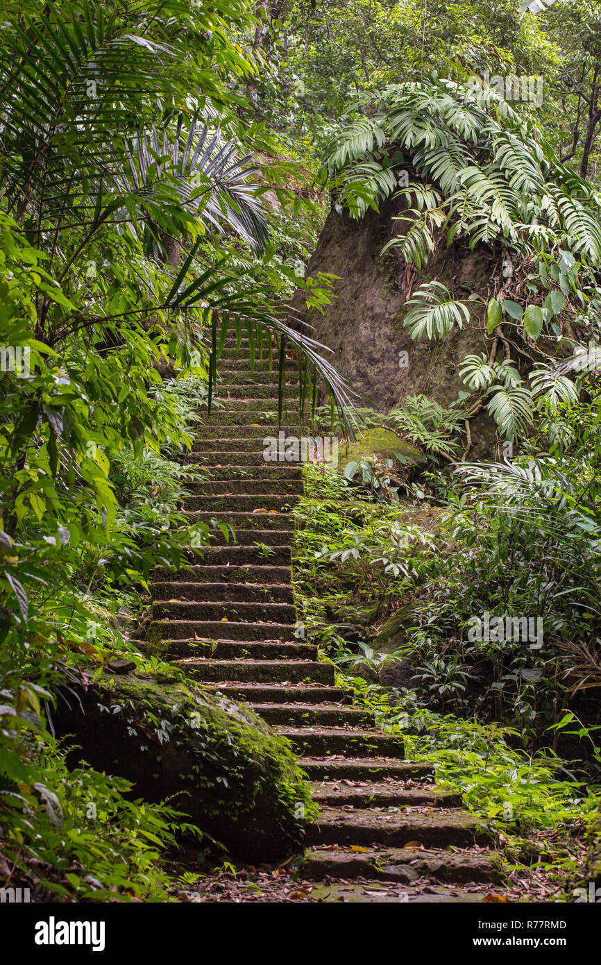 Staircase up the hill in a tropical forest near the Nongriat village with famous living root bridges in Meghalaya state, India Stock Photo