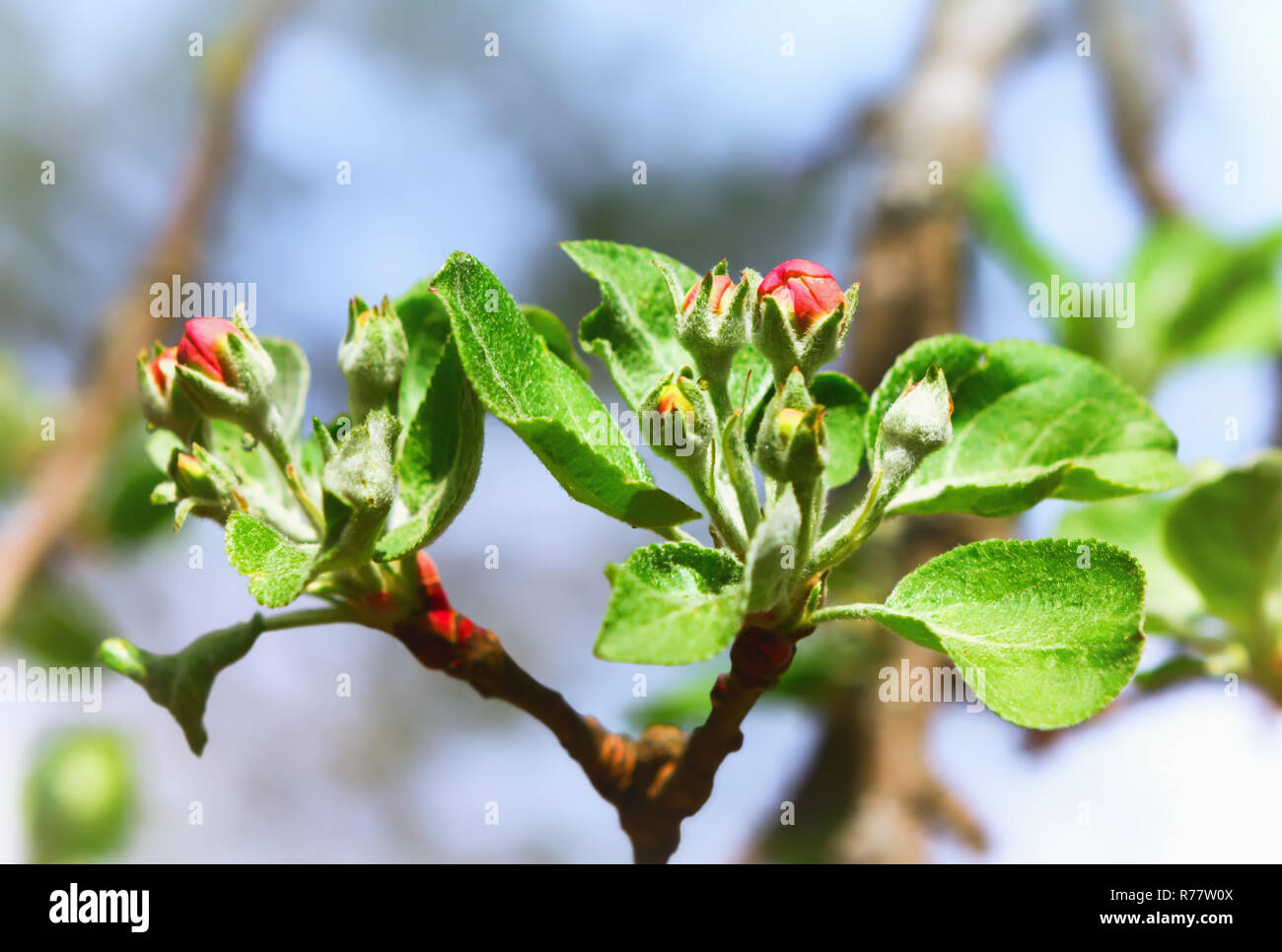 Crabapple blossom buds bloom hi-res stock photography and images - Alamy
