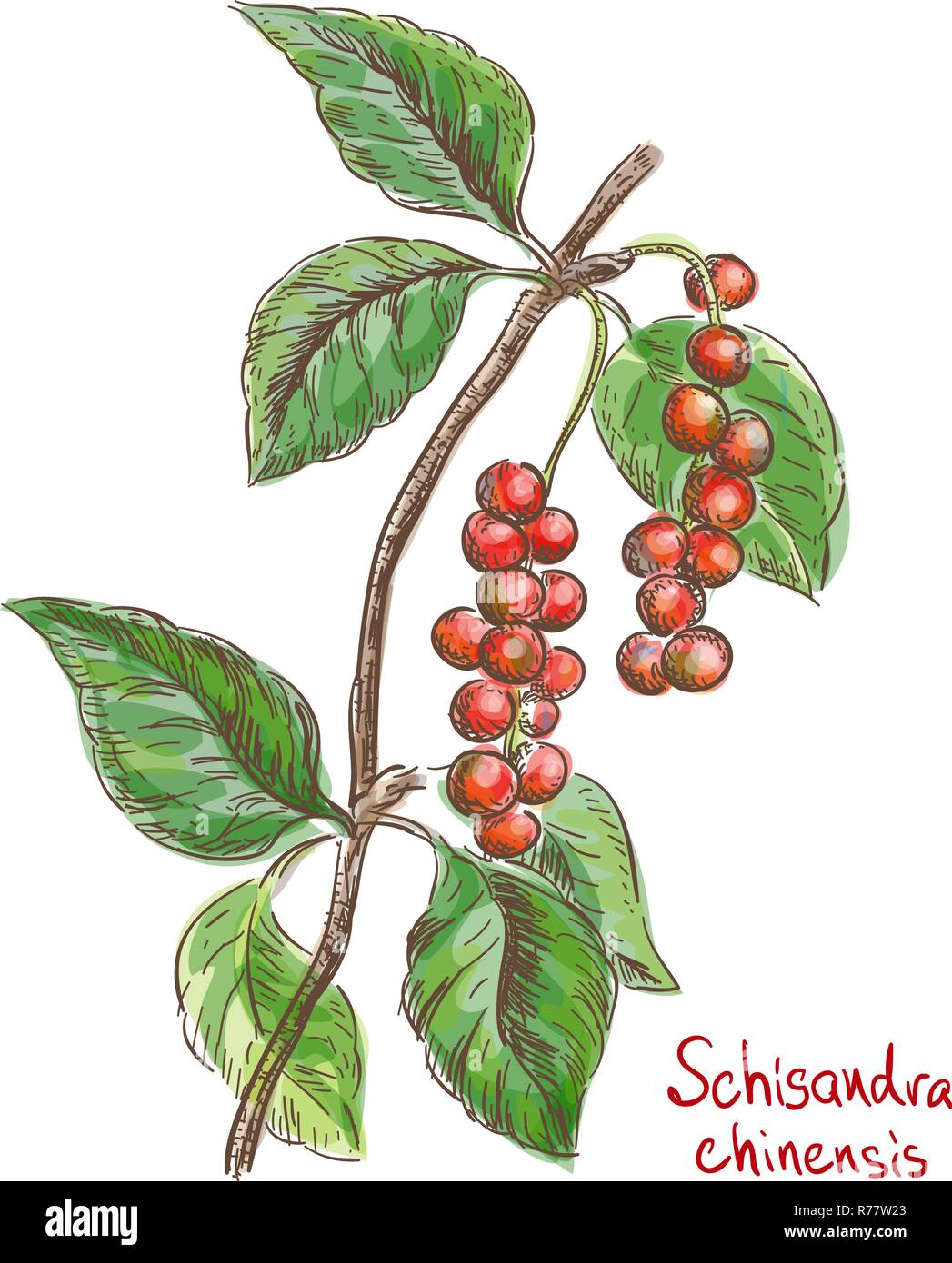 Schisandra chinese or five flavor berry. Vector illustration Stock Vector