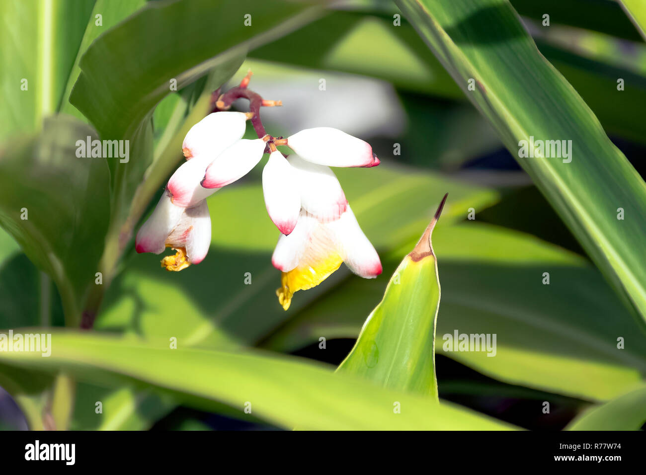 Alpinia zerumbet, commonly known as shell ginger, pink porcelain lily ...