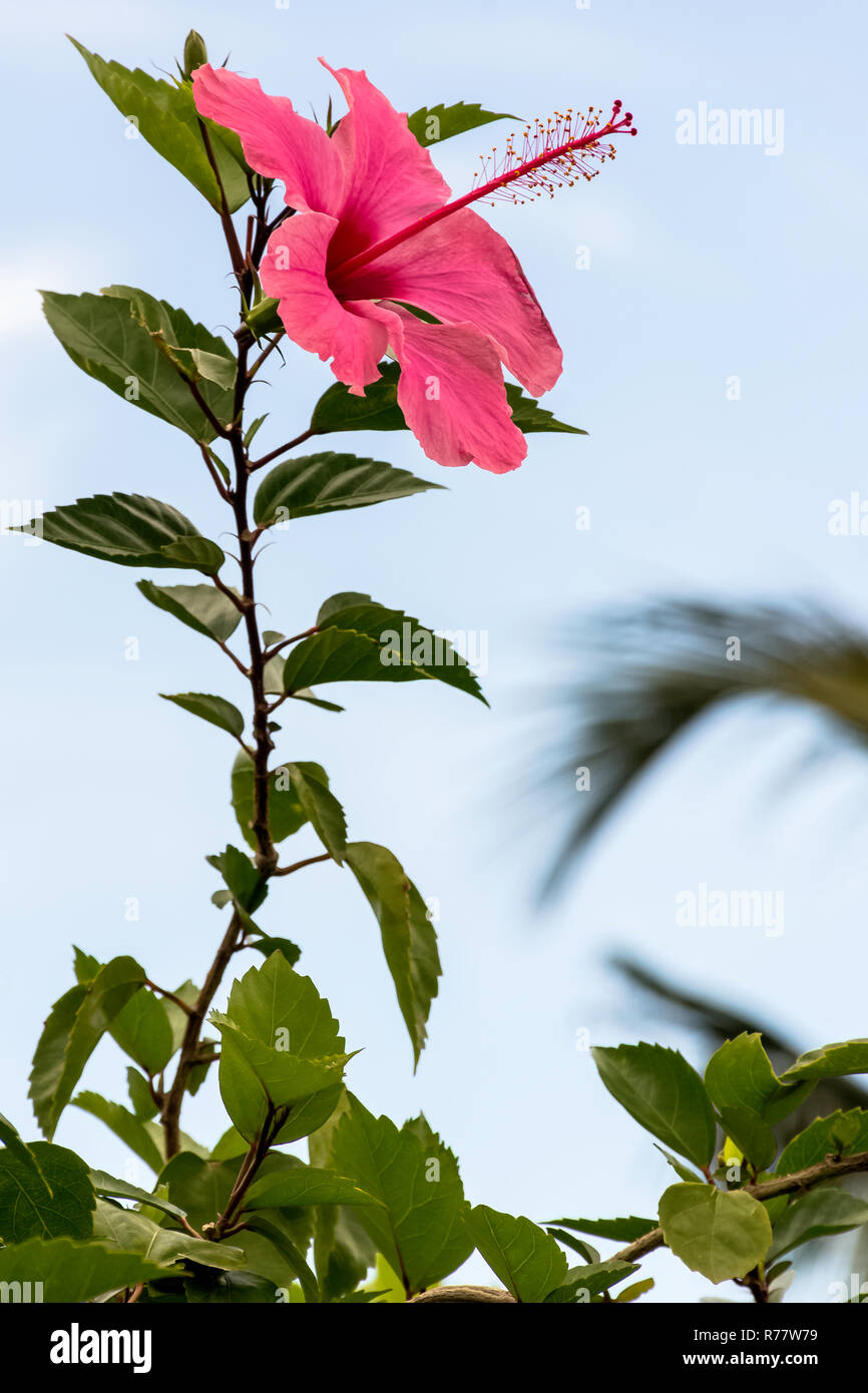 Pink hibiscus rosa-sinensis, known as Chinese hibiscus, China rose, Hawaiian hibiscus, rose mallow and shoeblackplant Stock Photo