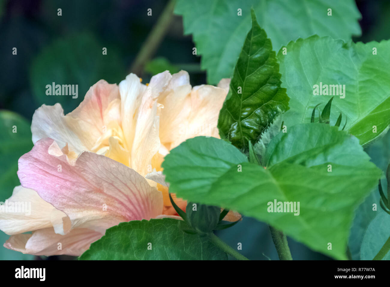 Hibiscus rosa-sinensis, known as Chinese hibiscus, China rose, Hawaiian hibiscus, rose mallow and shoeblackplant Stock Photo