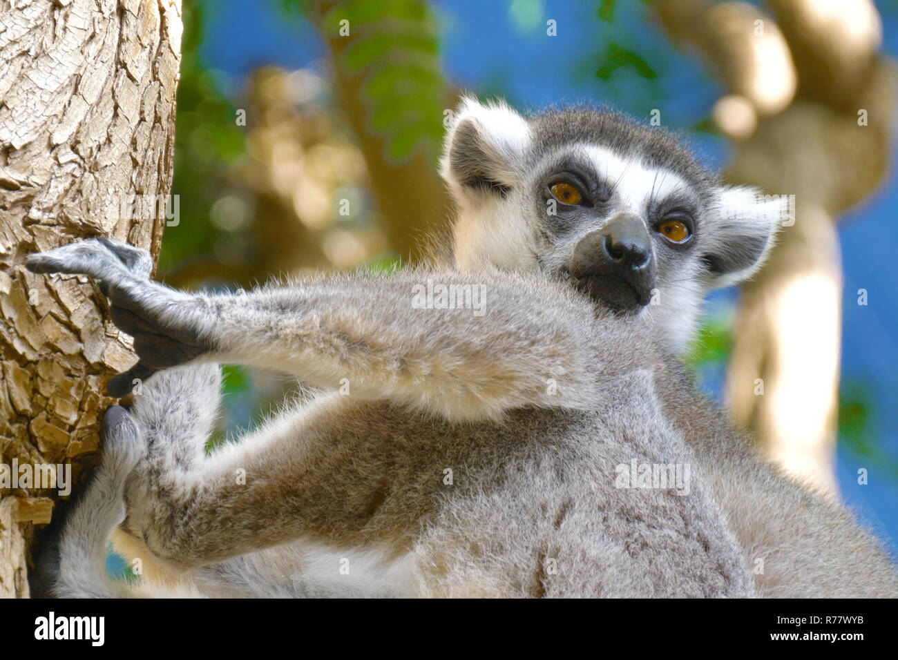 Image showcasing Lemur catta in the natural habitat Stock Photo - Alamy