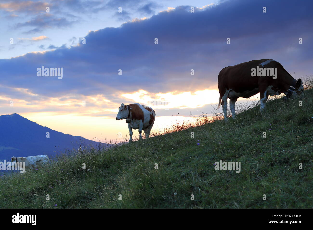 young cows on the alpine pasture in the evening light Stock Photo