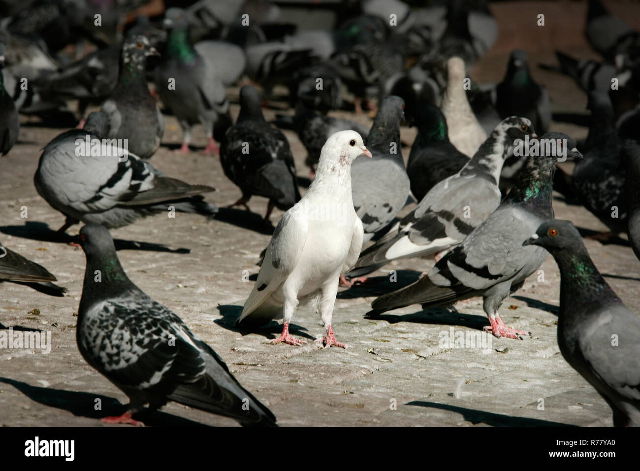 white pigeon in a group of pigeon Stock Photo Alamy