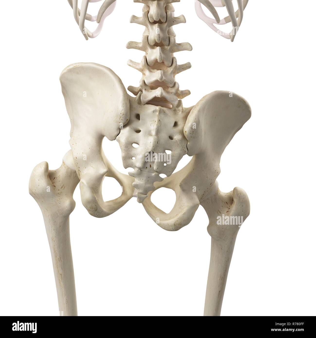 3d rendered illustration of a tilted pelvis Stock Photo - Alamy