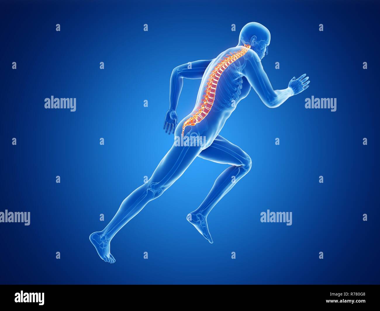 3d rendered illustration of a jogger's spine. Stock Photo