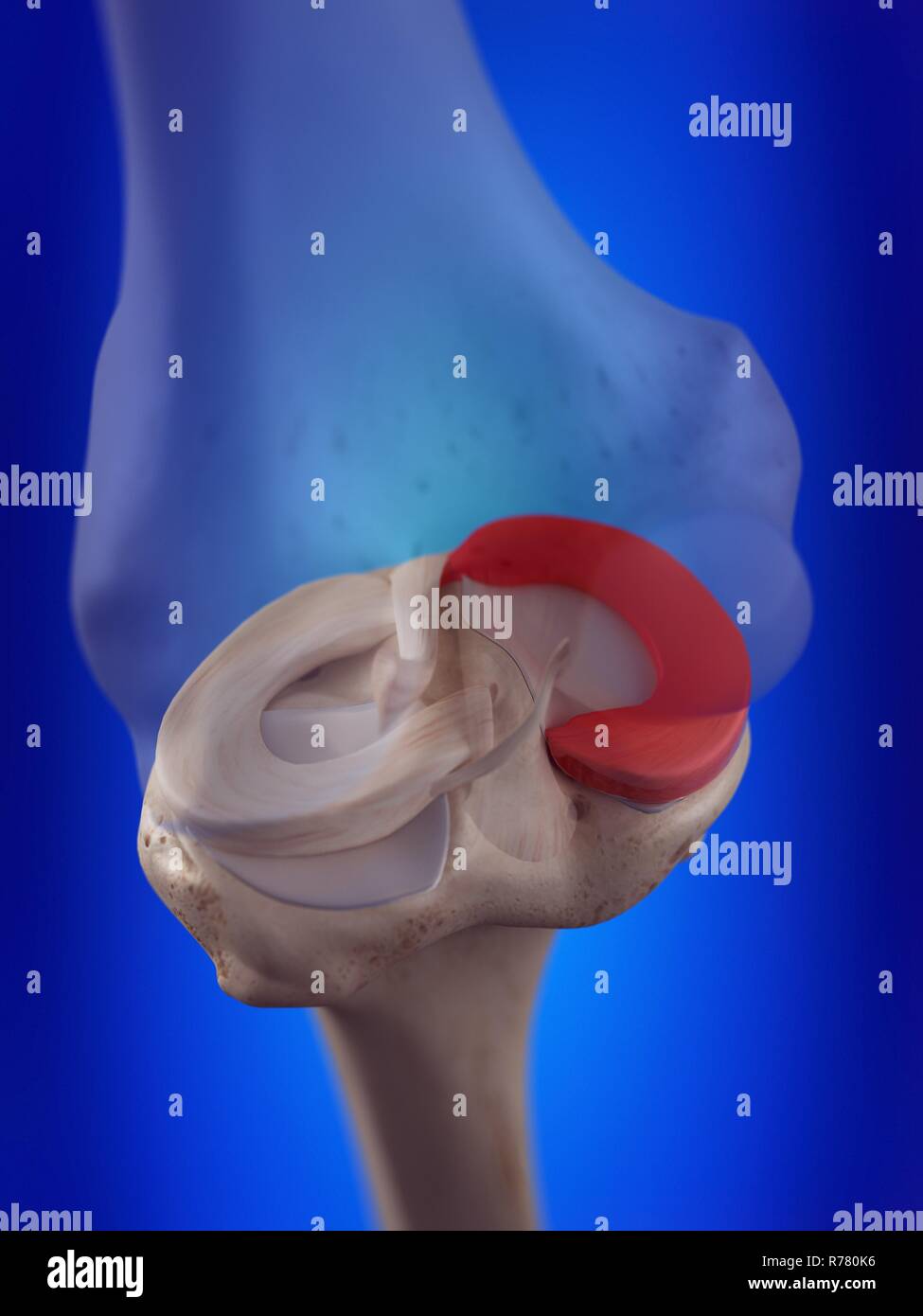 3d rendered illustration of the medial meniscus Stock Photo - Alamy