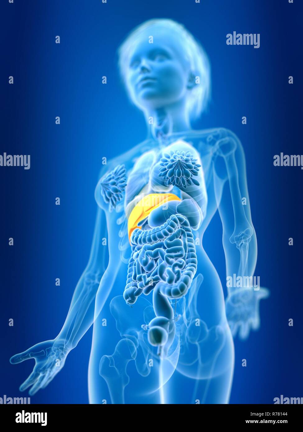 3d rendered illustration of female liver Stock Photo - Alamy