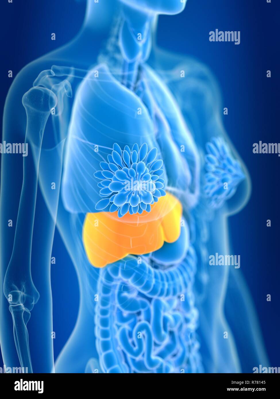 3d rendered illustration of female liver Stock Photo - Alamy