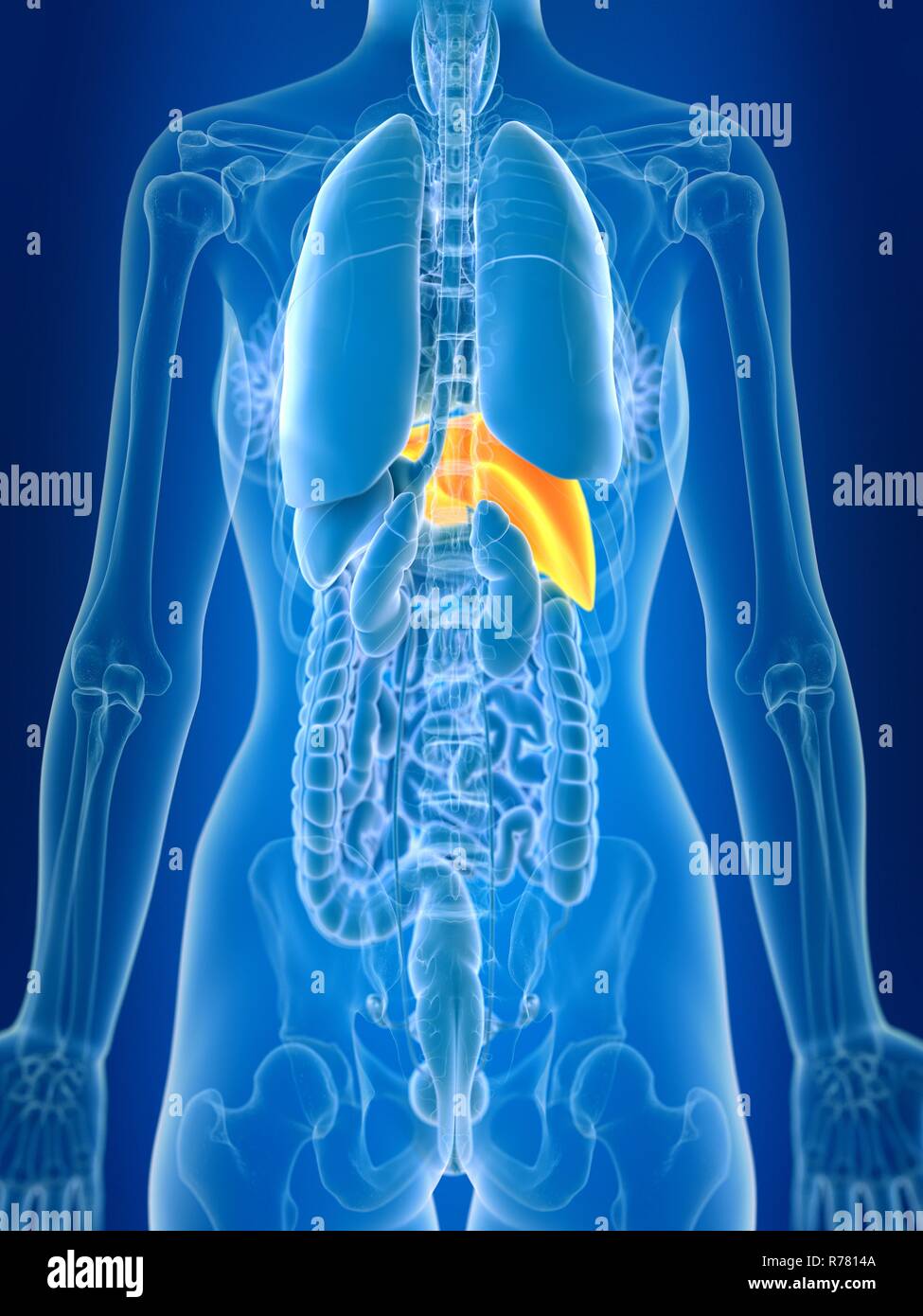 3d rendered illustration of female liver Stock Photo - Alamy