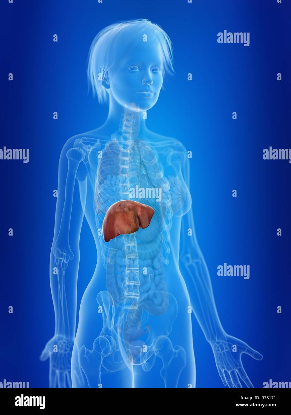 3d rendered illustration of a woman's liver Stock Photo - Alamy