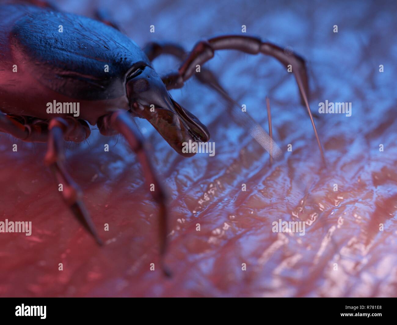 Tick Rash Animation 3d rendered illustration of a tick on skin Stock Photo - Alamy