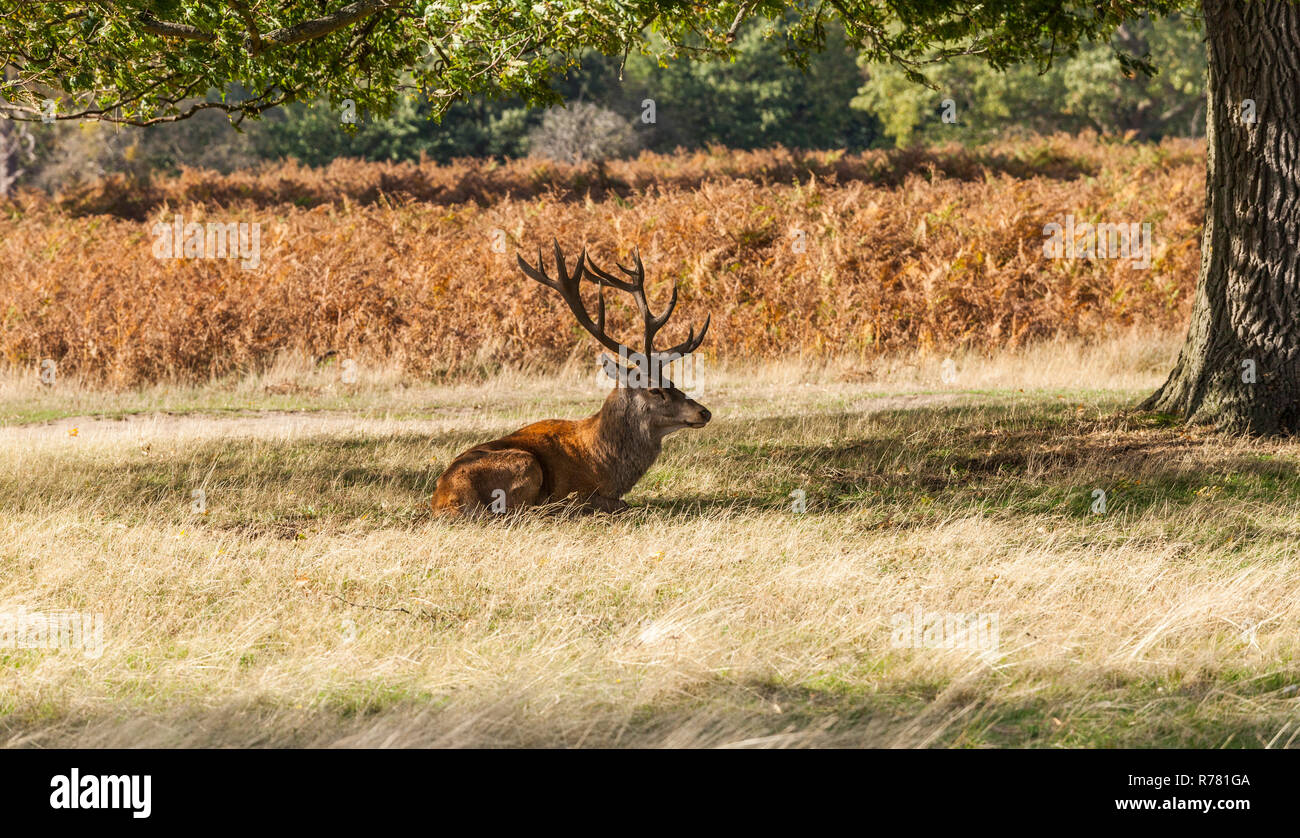 A red stag deer laid down in the shade at Bushy Park,England,UK Stock Photo
