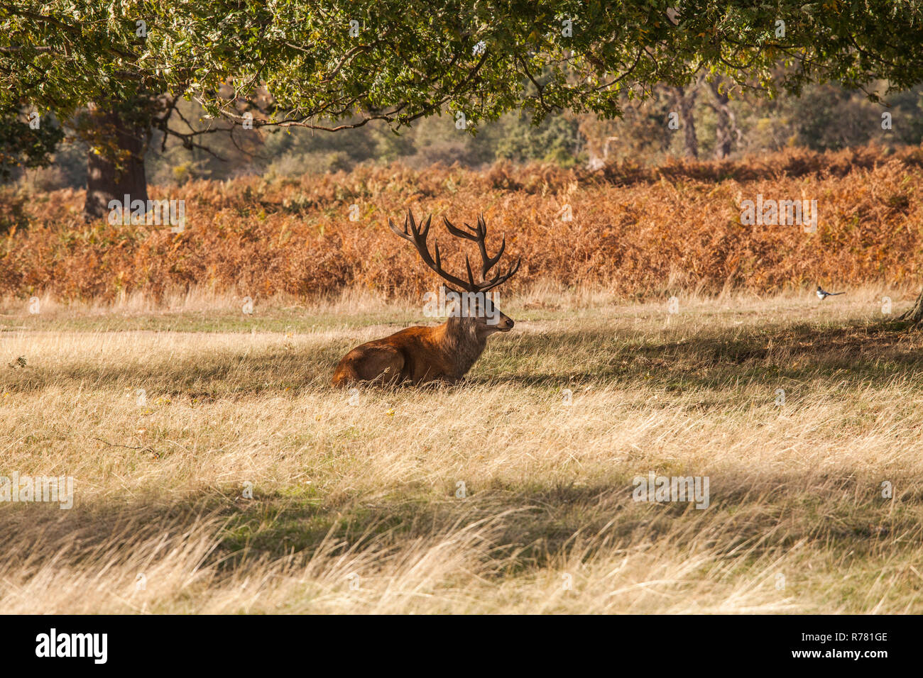 A red stag deer laid down in the shade at Bushy Park,England,UK Stock Photo