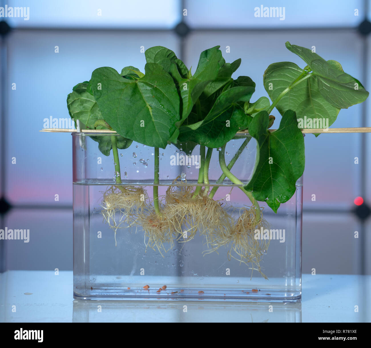 Growing plants by hydroponics in water with chemicals Stock Photo