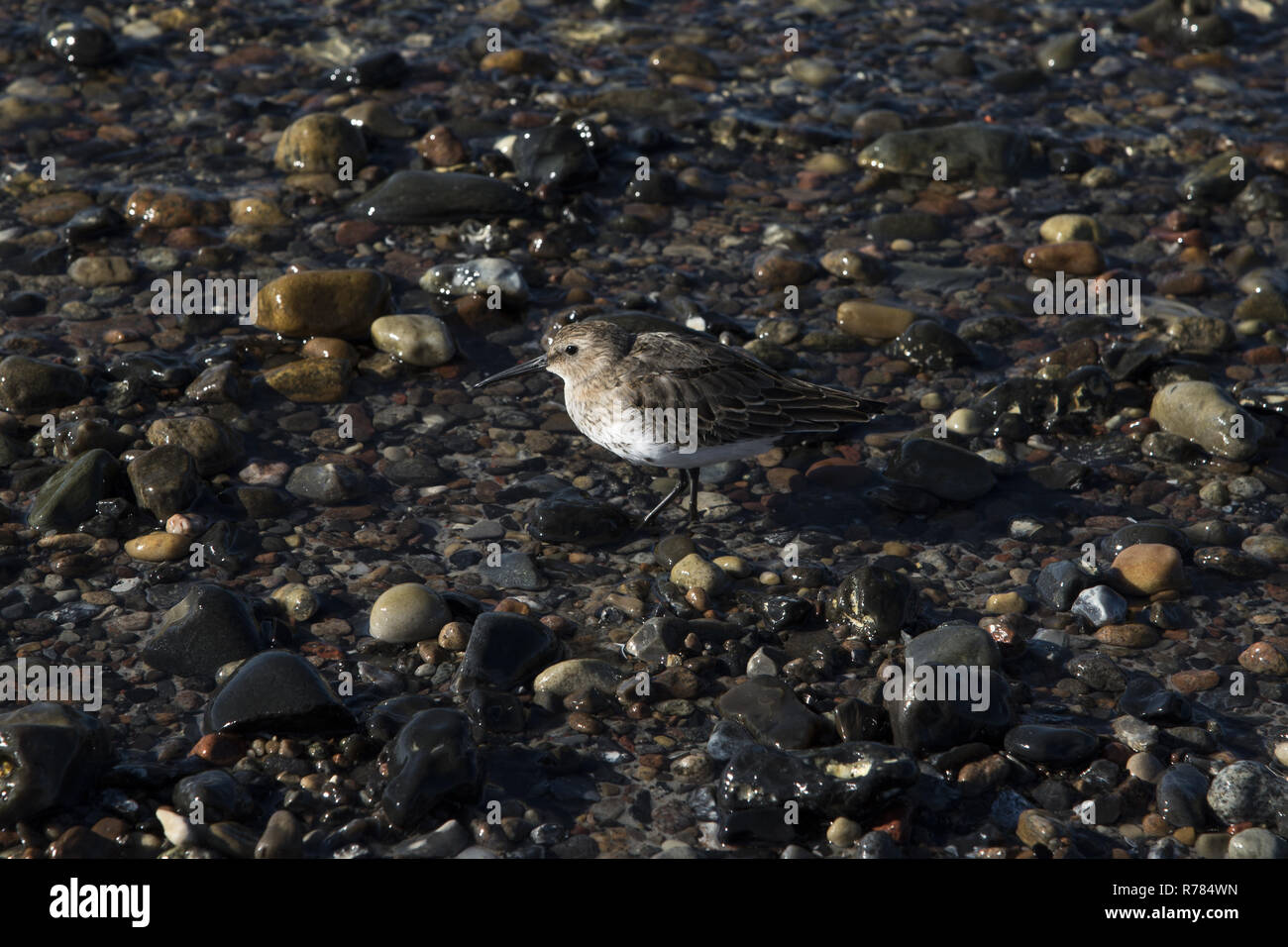 Dunlin looking for food in the shallow water just at the edge of the beach on the west coast of Hiddensee island in the Baltic Sea. Stock Photo