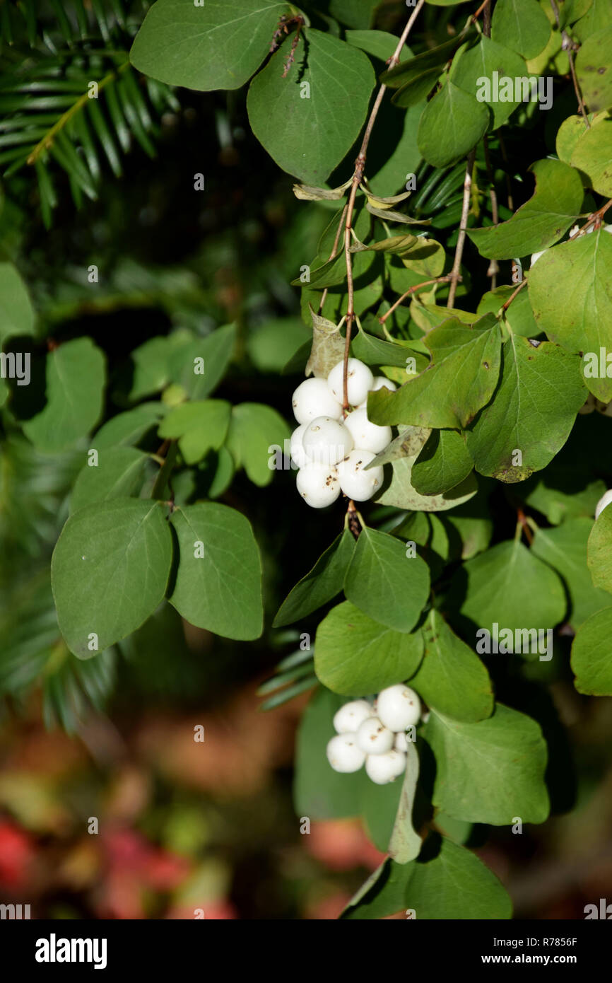 flowering plant common snowberry, symphoricarpos albus bush in autumn with white berry-like drupes Stock Photo