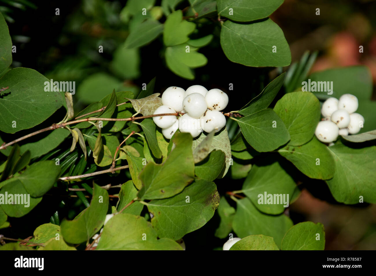 bright shining common snowberry, symphoricarpos albus bush in autumn with white berry-like drupes Stock Photo
