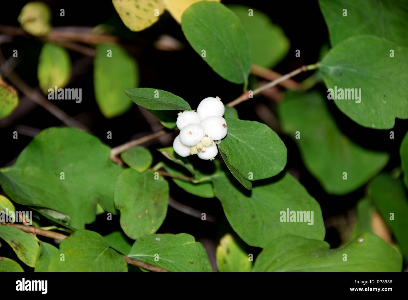 common snowberry, symphoricarpos albus bush in autumn with white berry-like drupes Stock Photo
