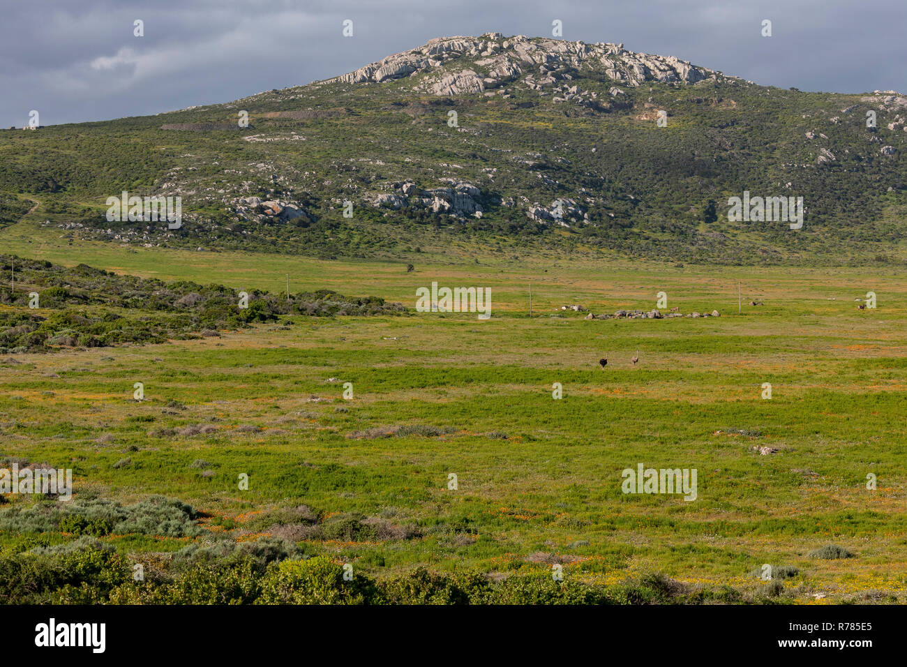 South africa west coast national park hires stock photography and