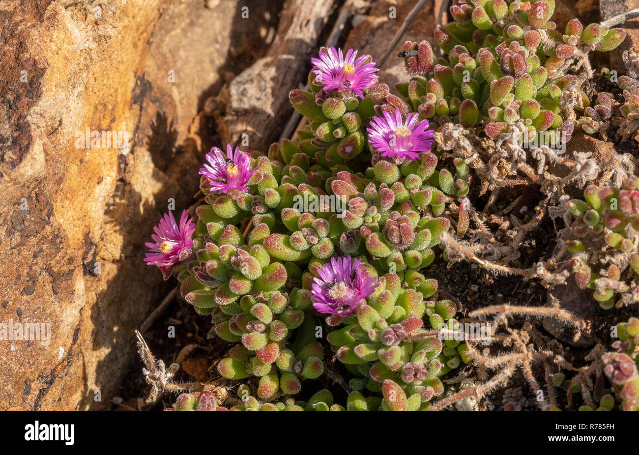 An endemic vygie, Ruschia promontorei on sandstone at Cape Point, South Africa. Stock Photo
