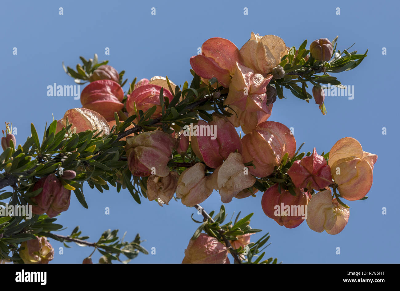 Chinese lantern tree, Nymania capensis in flower and fruit, Namaqualand, South Africa. Stock Photo