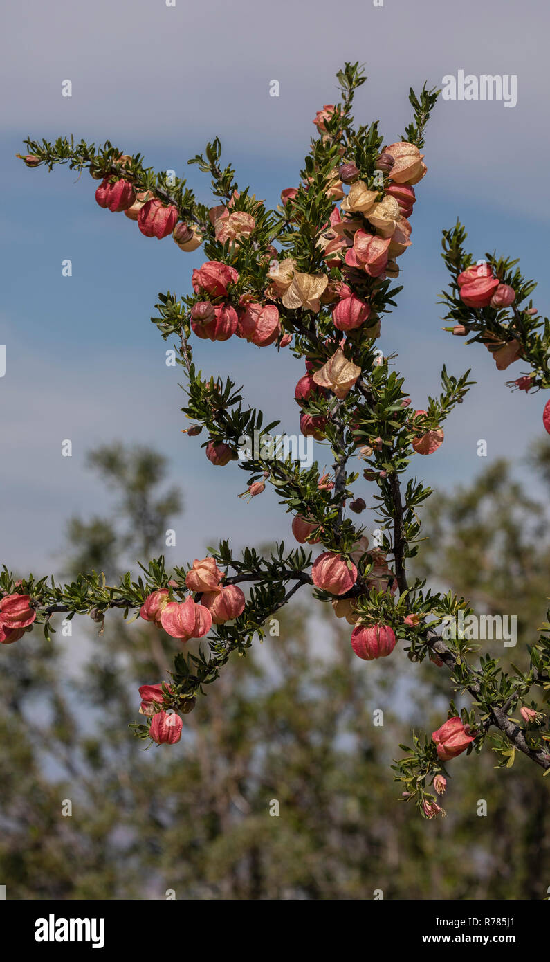 Chinese lantern tree, Nymania capensis in flower and fruit, Namaqualand, South Africa. Stock Photo
