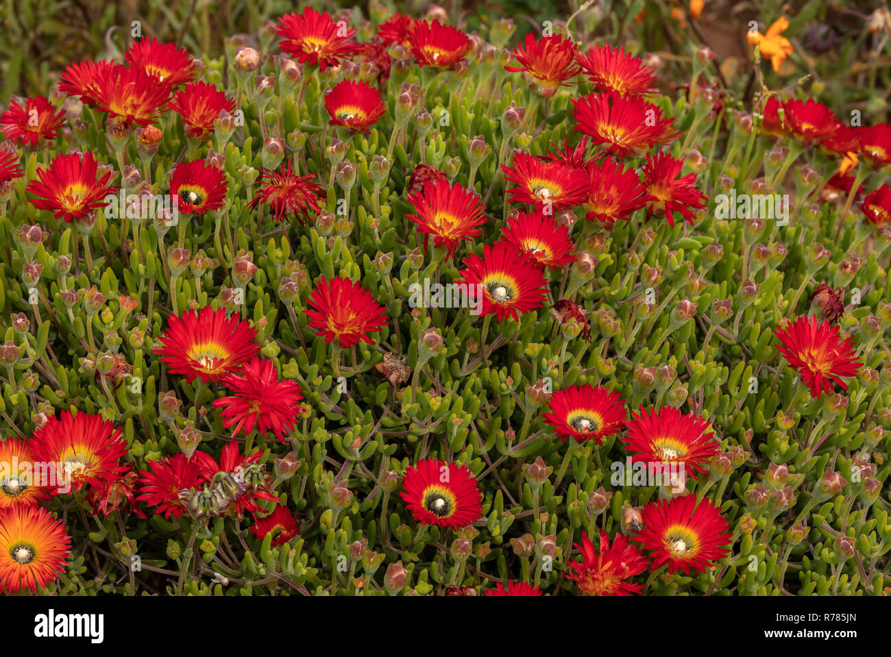 Worcester-Robertson vygie, Drosanthemum speciosum, in full flower in the Karoo, South Africa. Stock Photo