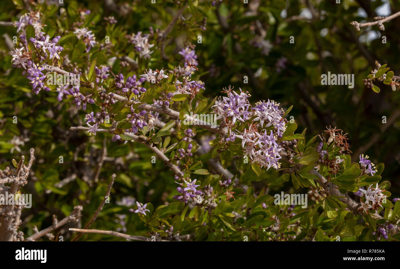 Puzzle Bush, Ehretia rigida ssp. rigida in flower, Namaqualand, South Africa. Stock Photo