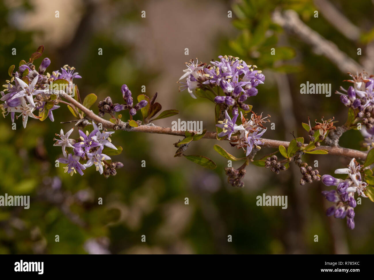Puzzle Bush, Ehretia rigida ssp. rigida in flower, Namaqualand, South Africa. Stock Photo