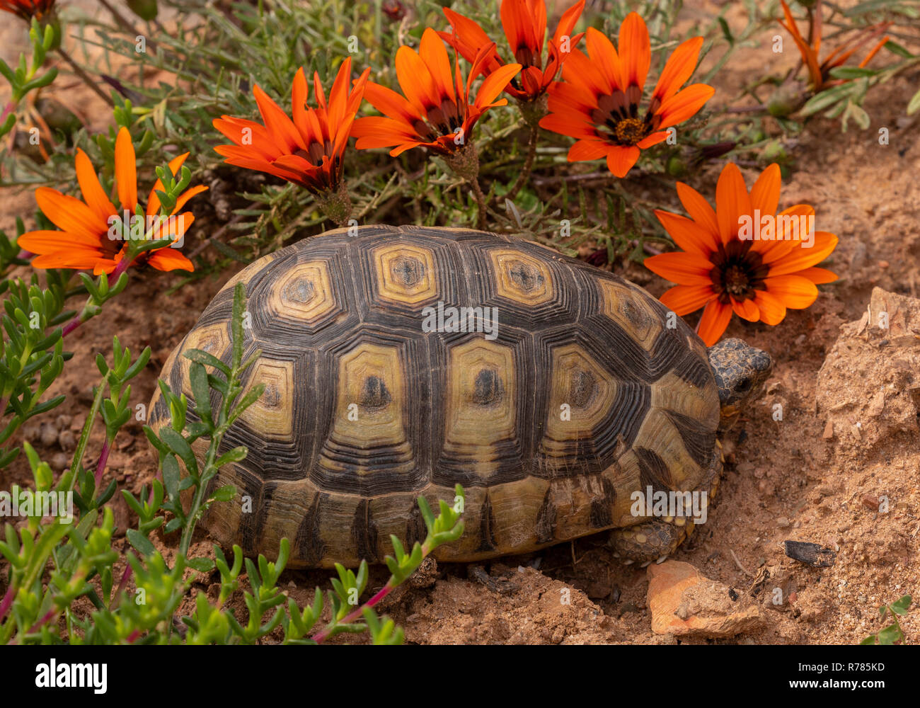 Angulate tortoise, Chersina angulata, among Gazanias; South Africa. Stock Photo