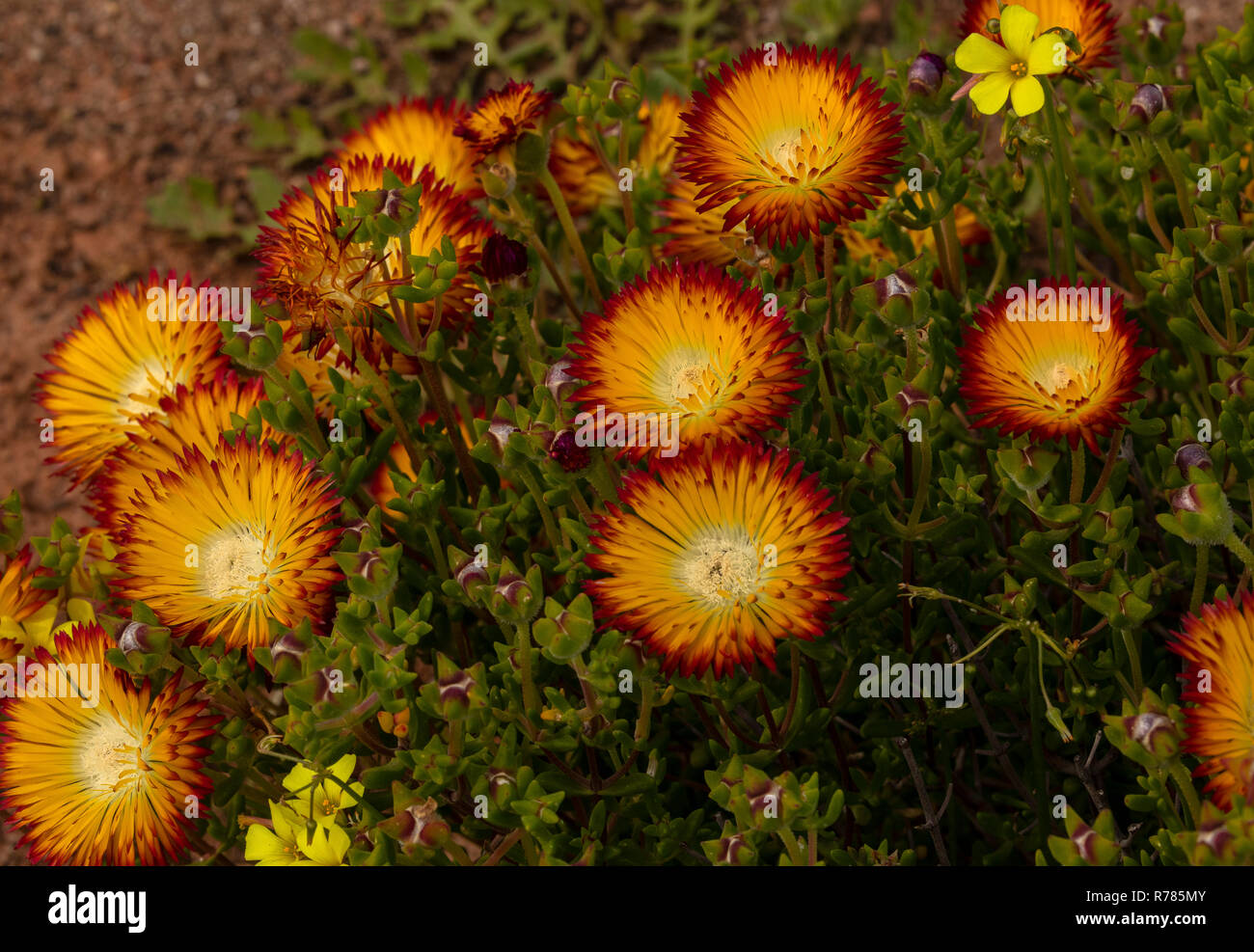 The Sunset Mesemb, Drosanthemum bicolor, in flower; Little Karoo, South Africa. Stock Photo