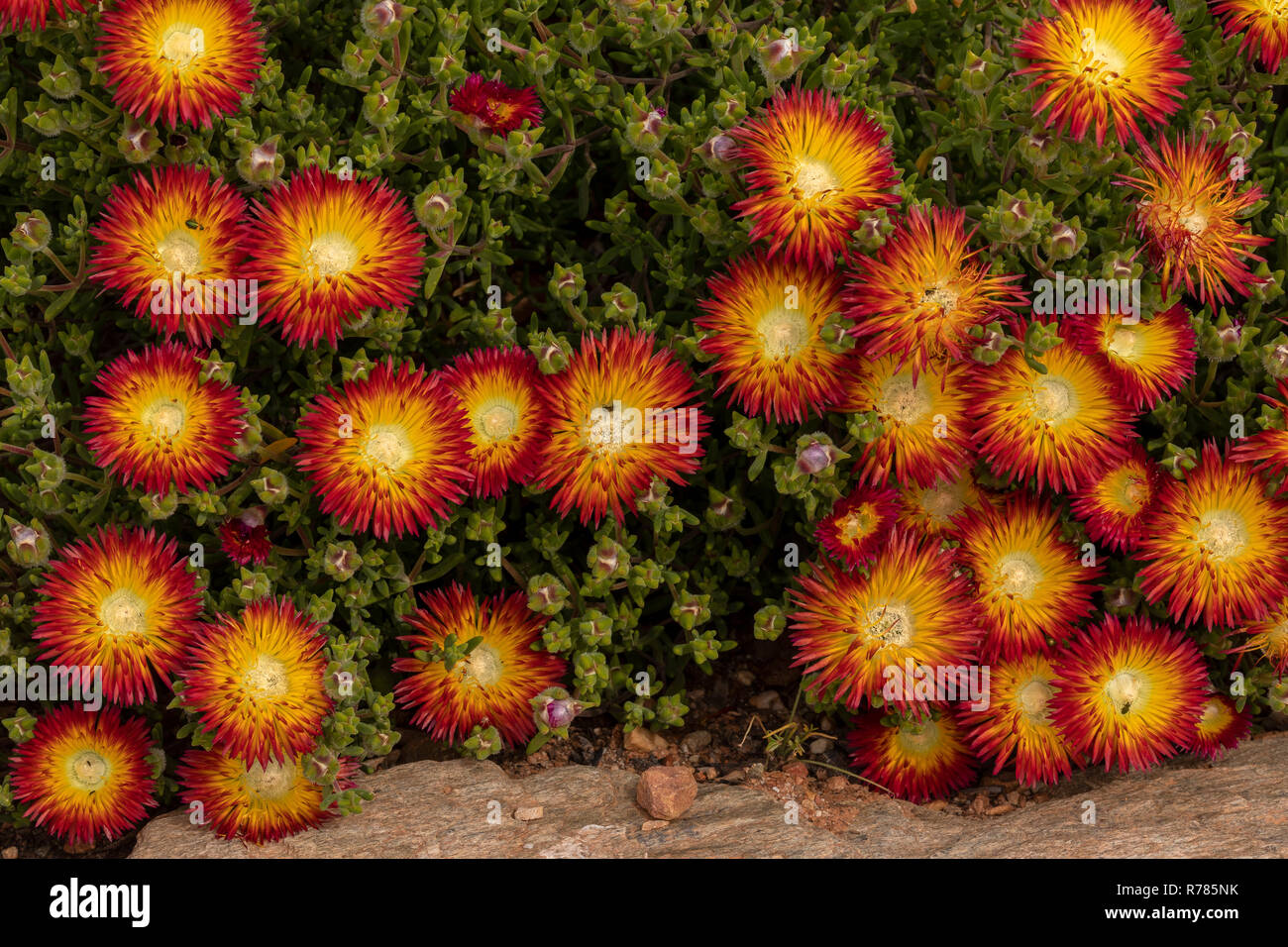 The Sunset Mesemb, Drosanthemum bicolor, in flower; Little Karoo, South Africa. Stock Photo