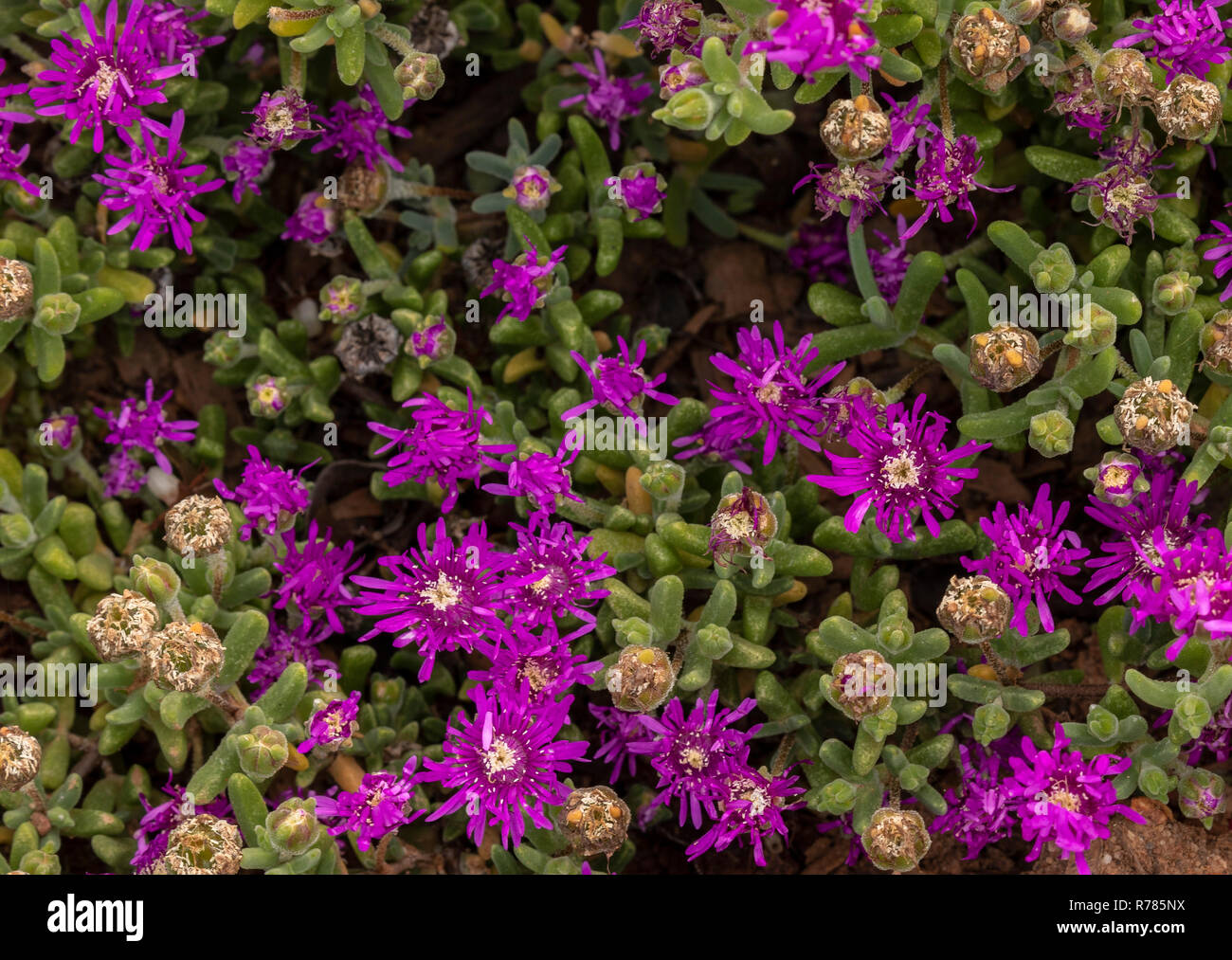 Drosanthemum parvifolium Stock Photo