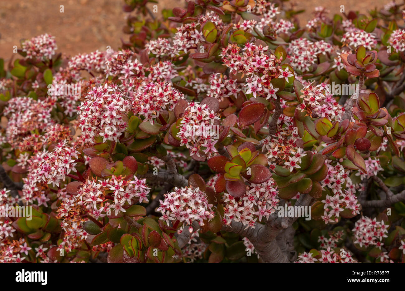 Pink Joy, Crassula ovata, in flower in semi-desert, South Africa. Stock Photo
