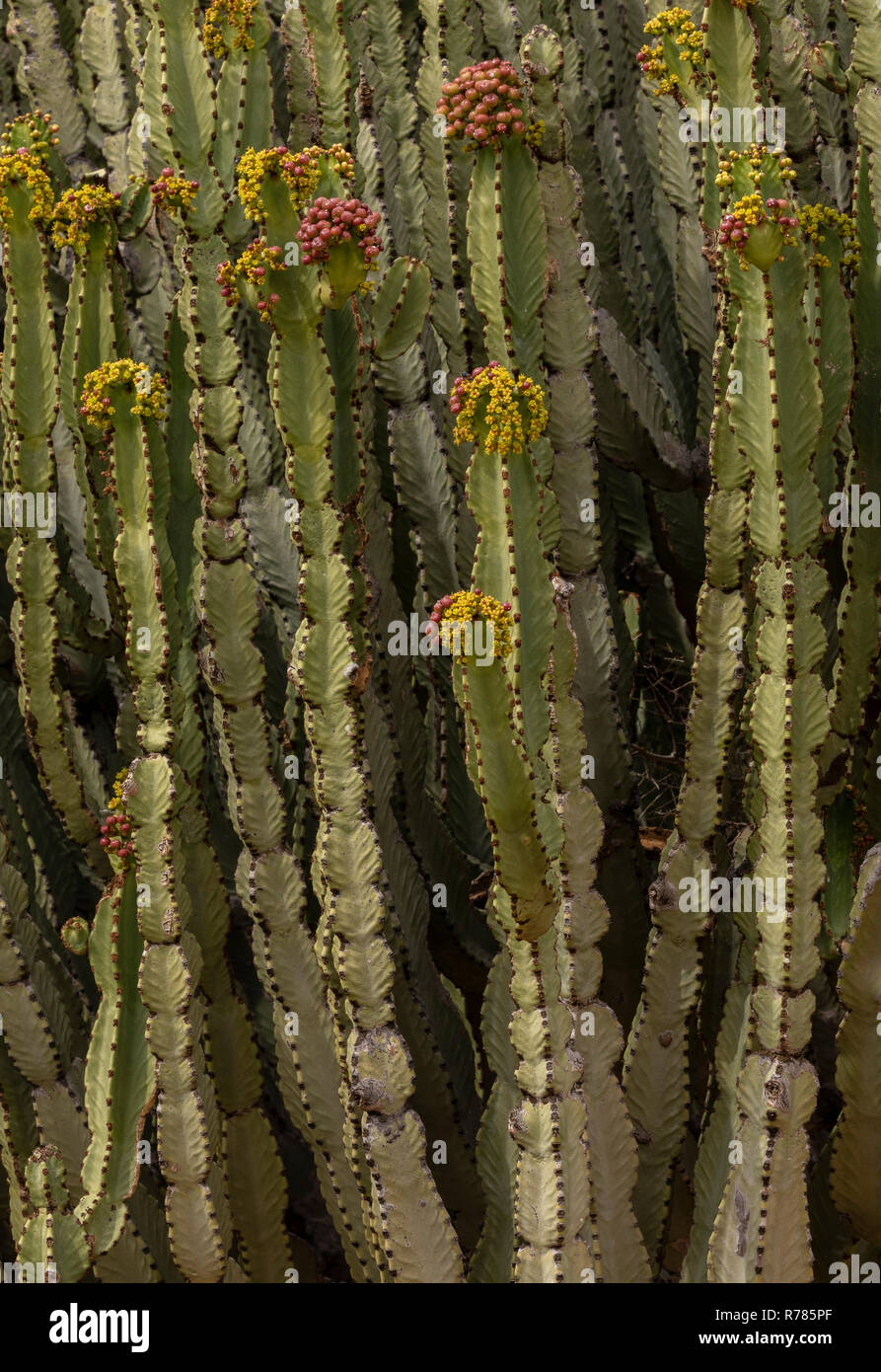 Candelabra tree, Euphorbia ingens, in flower, South Africa. Stock Photo