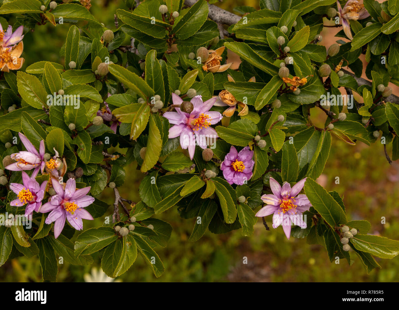Cross-berry, Grewia occidentalis var. occidentalis, in flower in Karoo, South Africa. Stock Photo