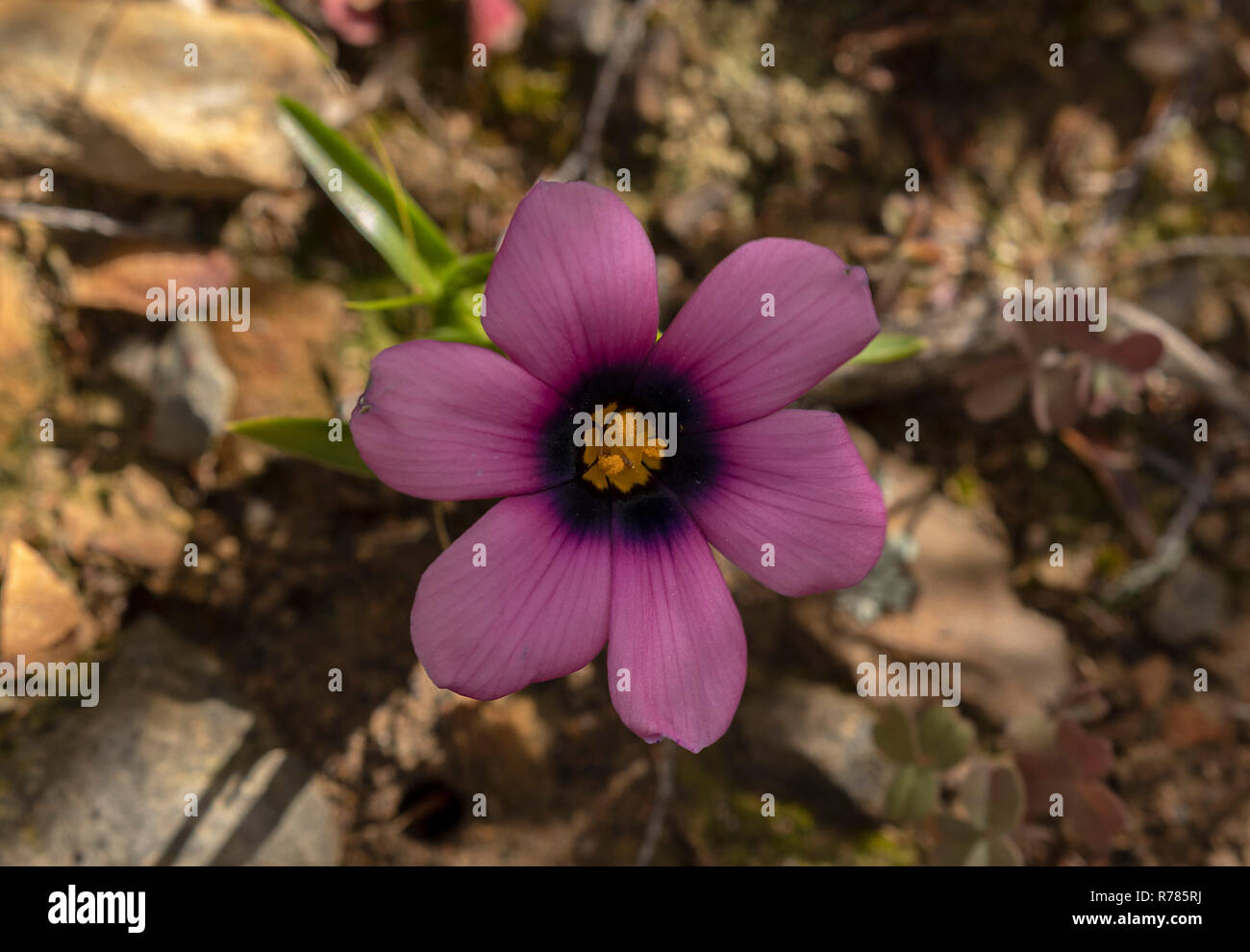 Midday Clockflower, Moraea versicolor,  in renosterveld, South Africa. Stock Photo