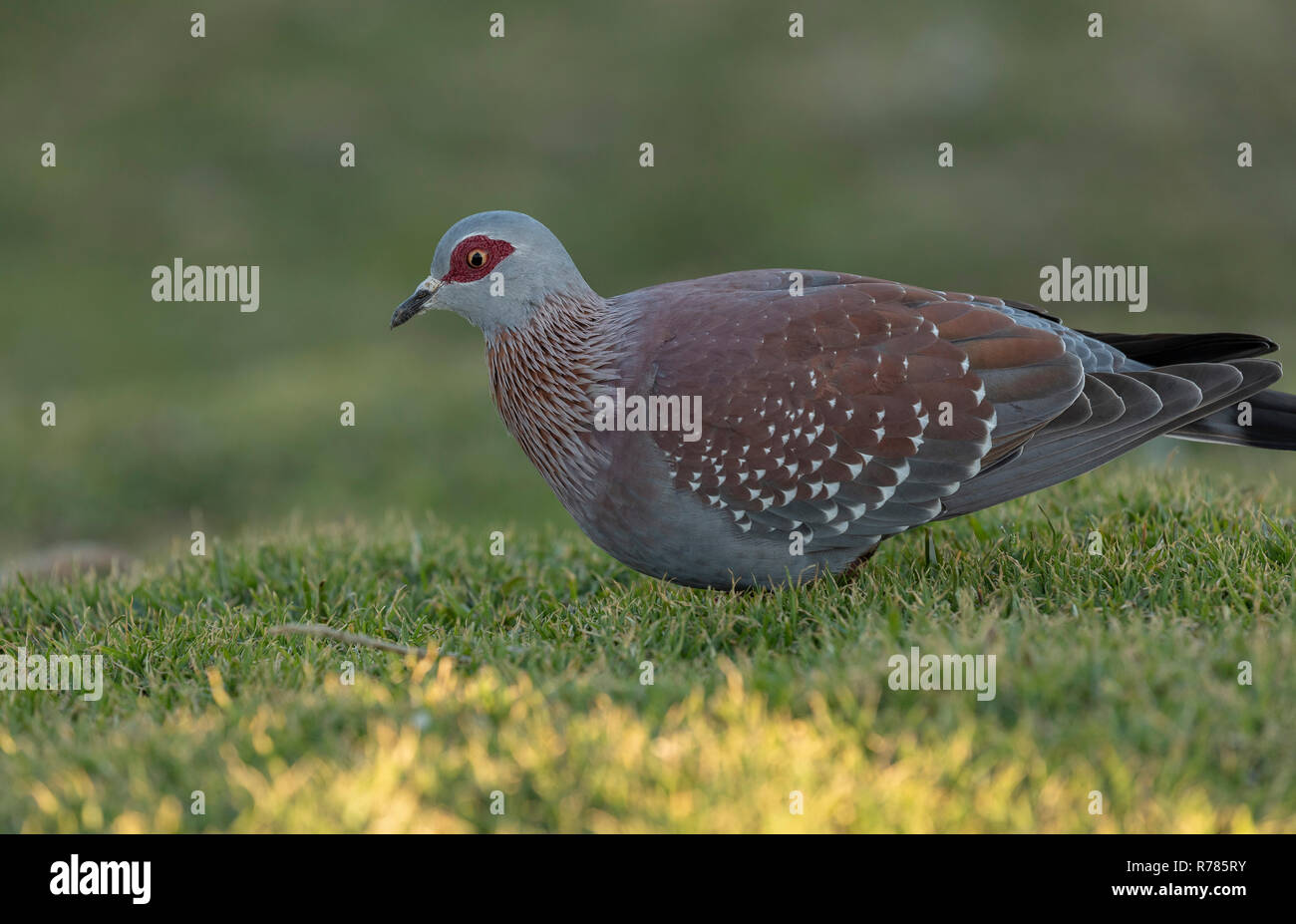 Speckled pigeon, Columba guinea, feeding in coastal grassland, Hermanus, Western Cape, South Africa. Stock Photo