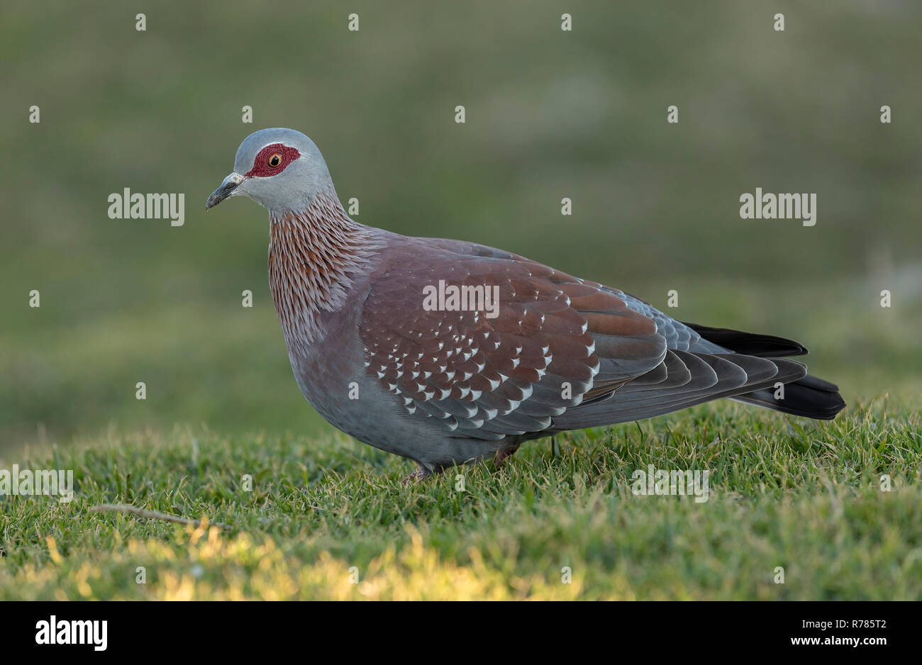 Speckled pigeon, Columba guinea, feeding in coastal grassland, Hermanus, Western Cape, South Africa. Stock Photo