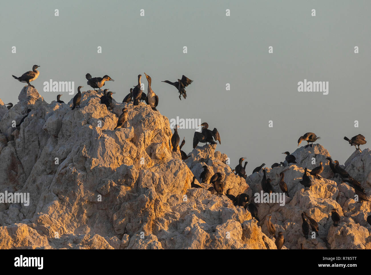 Mixed Cormorant roost on the coastal rocks at Hermanus, Western Cape, South Africa. Stock Photo