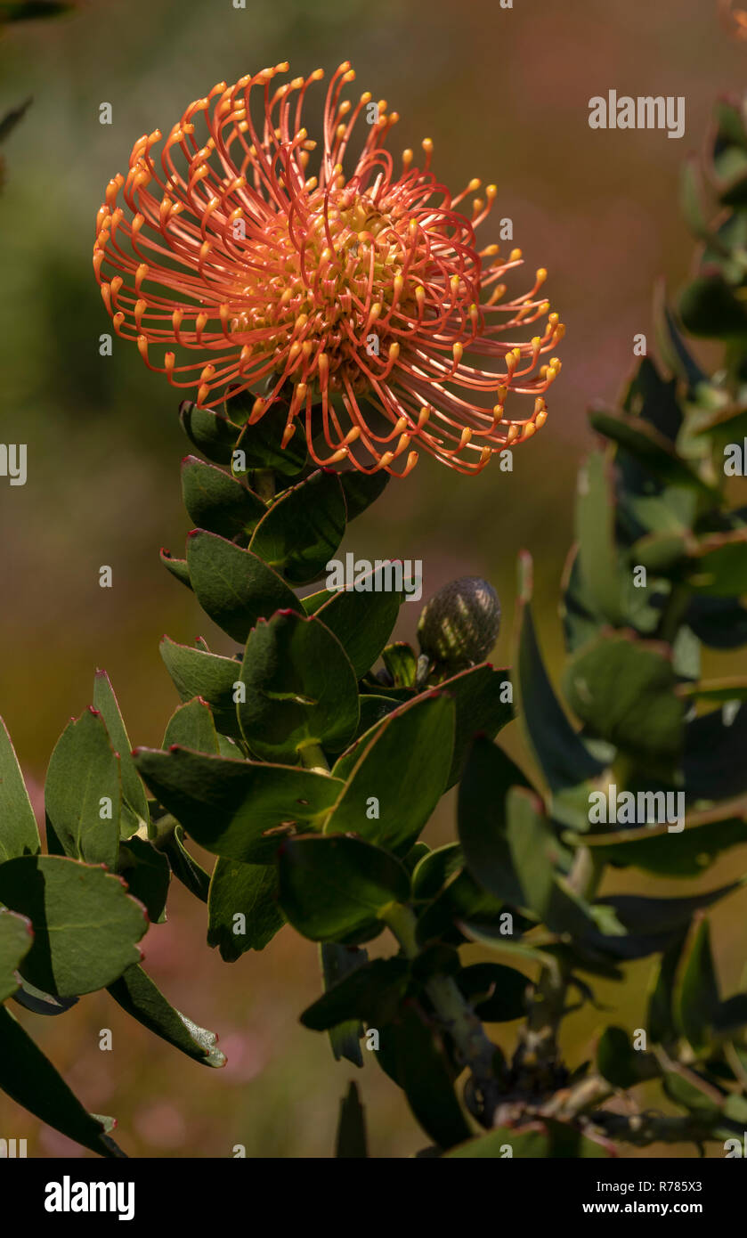 Ornamental pincushion, Leucospermum cordifolium, in flower, Fernkloof reserve, South Africa. Stock Photo