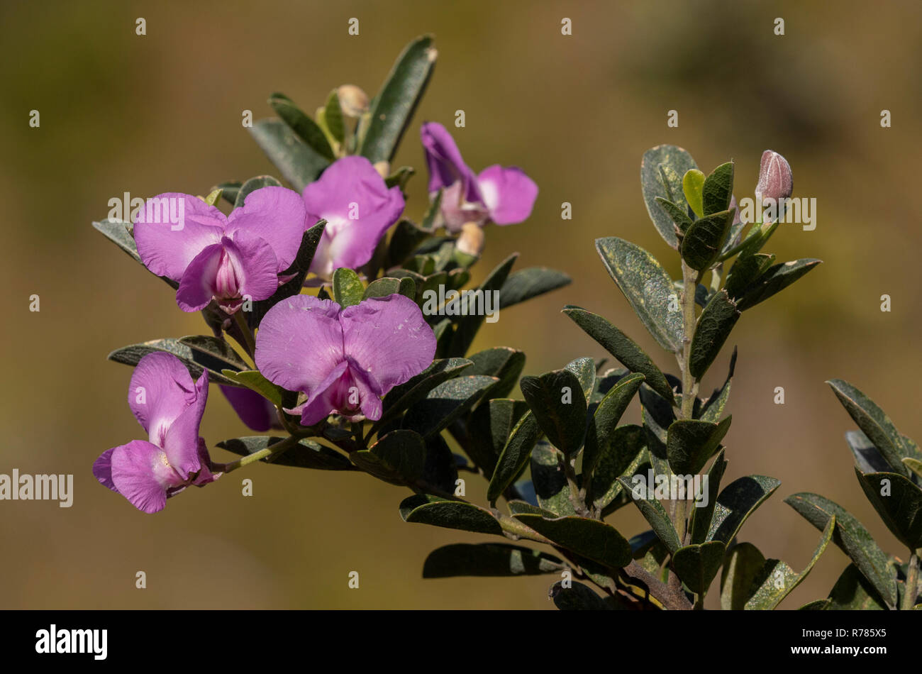 Sweetpea bush, Podalyria calyptrata, in flower, Fernkloof reserve, South Africa. Stock Photo