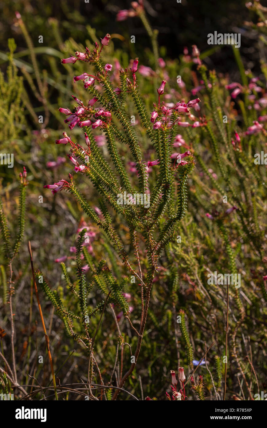 Bottle heath, Erica retorta, in flower, in fynbos, Fernkloof reserve, South Africa. Stock Photo
