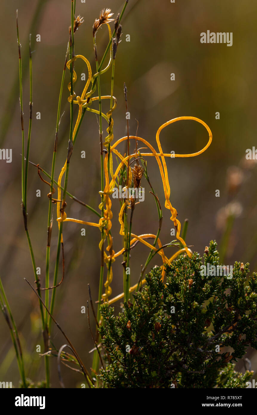 Devil’s sewing thread or laurel dodder, Cassytha ciliolata, Fernkloof reserve, South Africa. Stock Photo