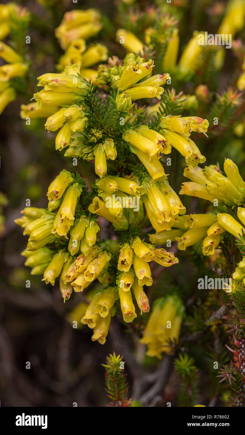 Dwarf heath, Erica nana in flower in fynbos, Western Cape, South Africa. Stock Photo